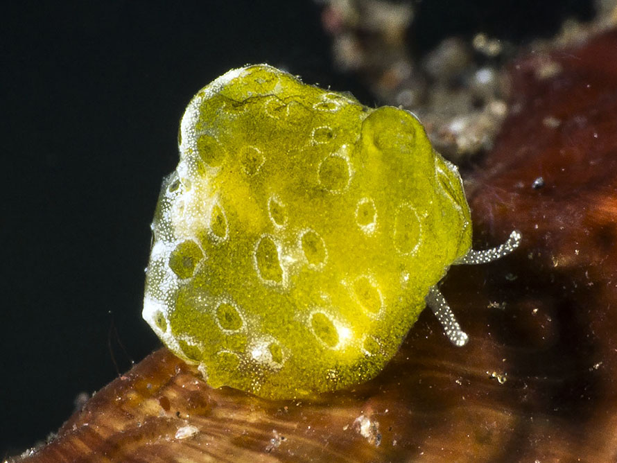 Velutinidae